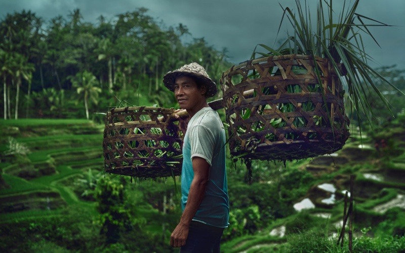 In the Fields of Bali